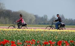 Ruta en bici por los tulipanes de holanda