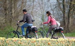 Ruta en bici por los tulipanes de holanda