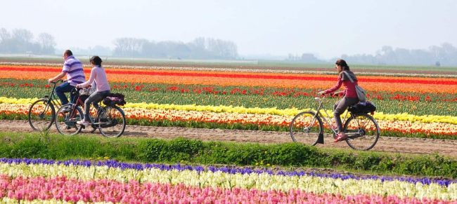 Ruta en bici por los tulipanes de holanda