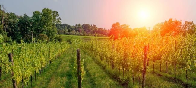 Los alrededores de Beaune, en la ruta por la Borgoña en bici