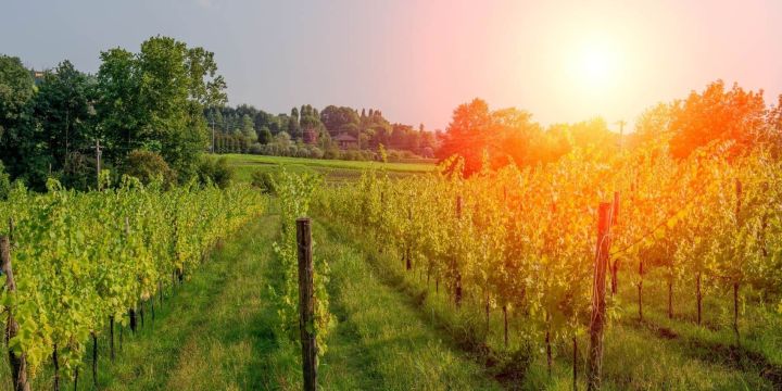 Los alrededores de Beaune, en la ruta por la Borgoña en bici